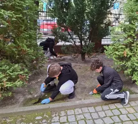 Czwartoklasiści ze Szkoły Podstawowej nr 1 w Złotoryi posadzili krokusy wokół szkoły